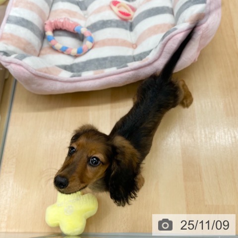 カニーンヘン・ダックスフンドの写真