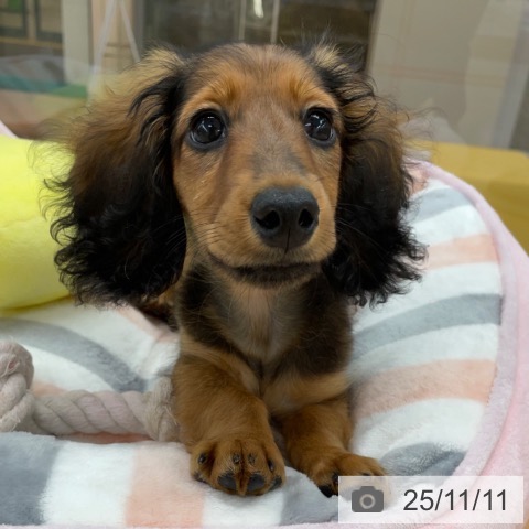 京都府のカニンヘンダックスフンド(ロング) (ペットプラス 久御山店/2025年8月8日生まれ/男の子/レッド)の子犬の4枚目の画像