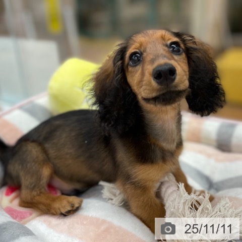 京都府のカニンヘンダックスフンド(ロング) (ペットプラス 久御山店/2025年8月8日生まれ/男の子/レッド)の子犬の3枚目の画像