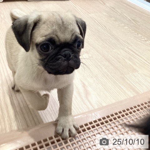 パグの写真