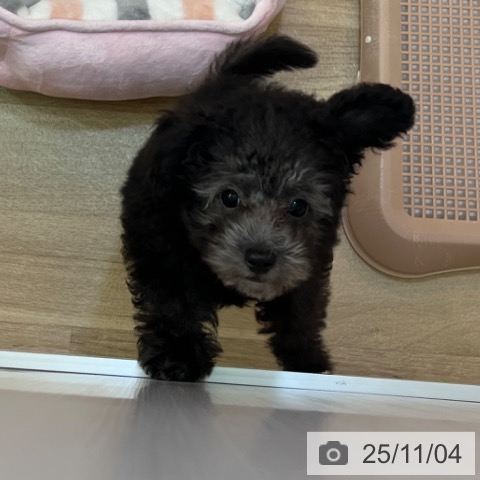 トイ・プードルの写真