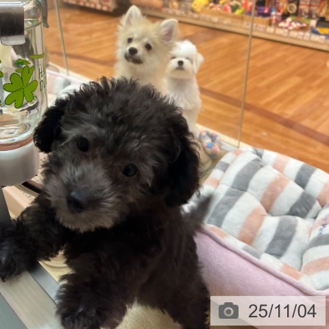 トイ・プードルの写真