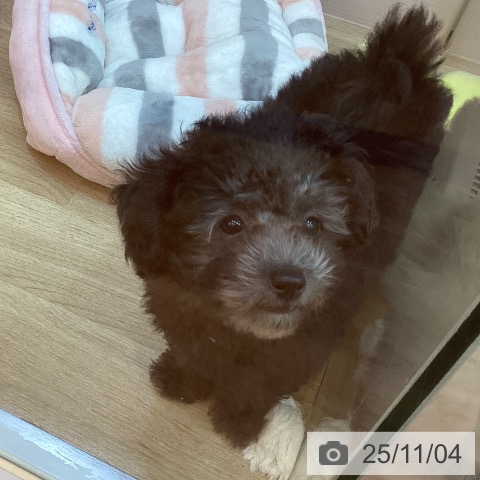 トイ・プードルの写真