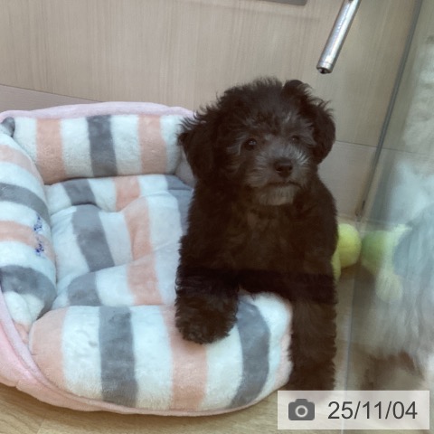 トイ・プードルの写真