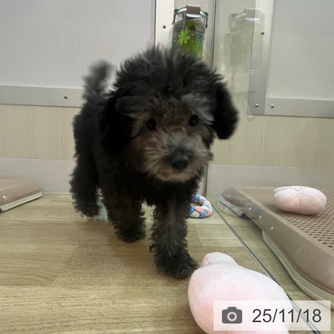 トイ・プードルの写真