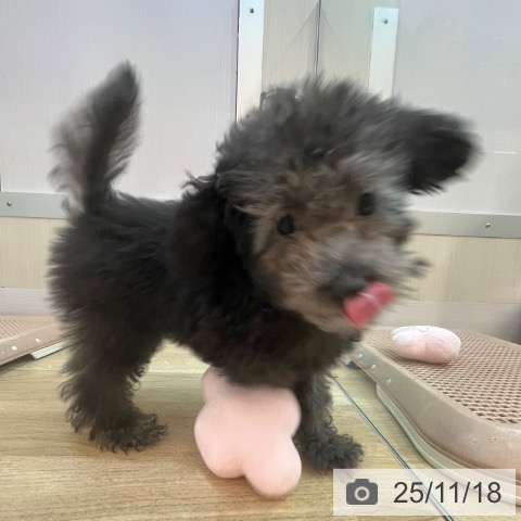 トイ・プードルの写真