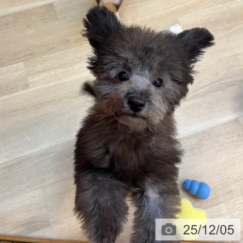 兵庫県のトイプードル(トイ) (ペットプラス 姫路大津店/2025年8月4日生まれ/男の子/シルバー)の子犬の4枚目の画像