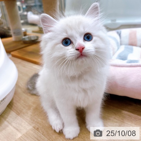 ラグドールの写真