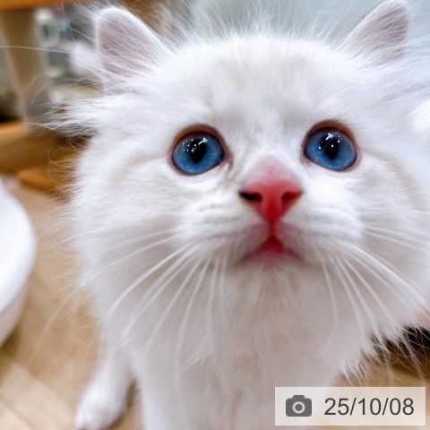 ラグドールの写真