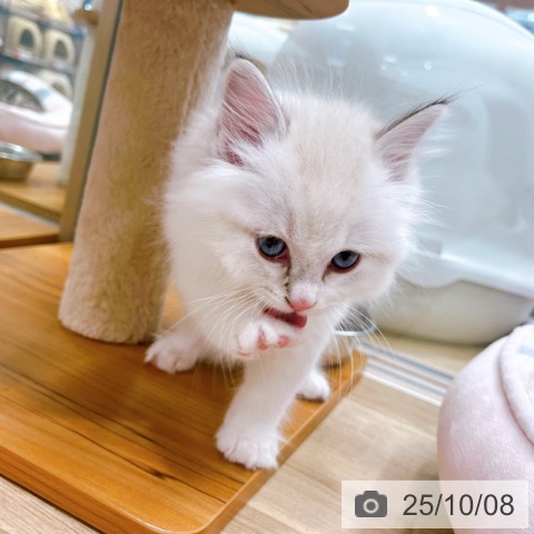 ラグドールの写真