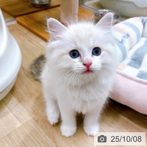 ラグドールの写真