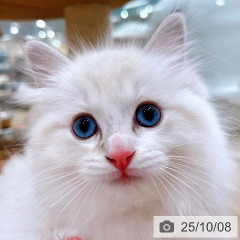 ラグドールの写真