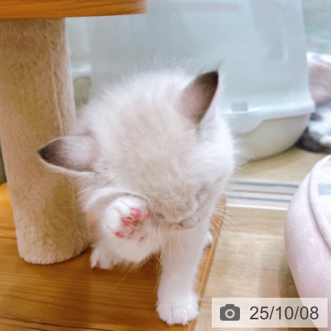 ラグドールの写真