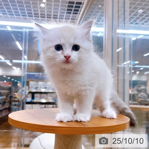 ラグドールの写真