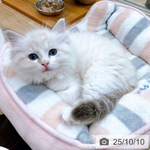 ラグドールの写真