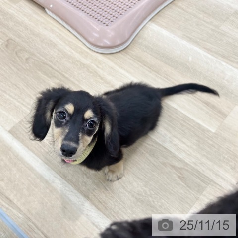 ミニチュア・ダックスフンドの写真