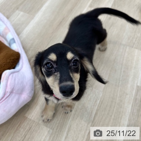 ミニチュア・ダックスフンドの写真