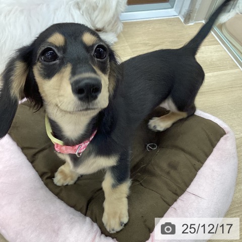 大阪府のミニチュアダックスフンド(ロング) (ペットプラス りんくう泉南店/2025年8月10日生まれ/女の子/ブラックイエロー)の子犬の4枚目の画像