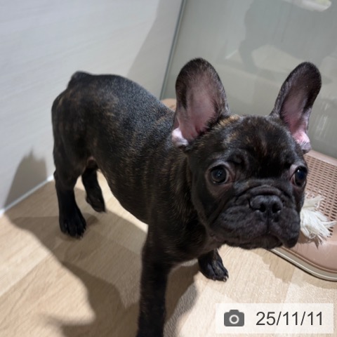 フレンチ・ブルドッグの写真