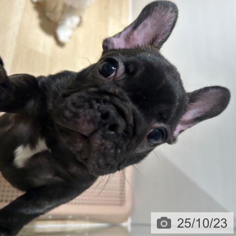 フレンチ・ブルドッグの写真