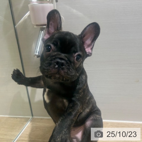 フレンチ・ブルドッグの写真