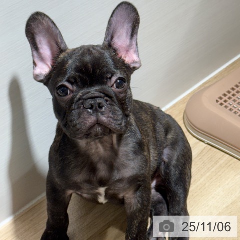 フレンチ・ブルドッグの写真