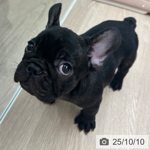フレンチ・ブルドッグの写真