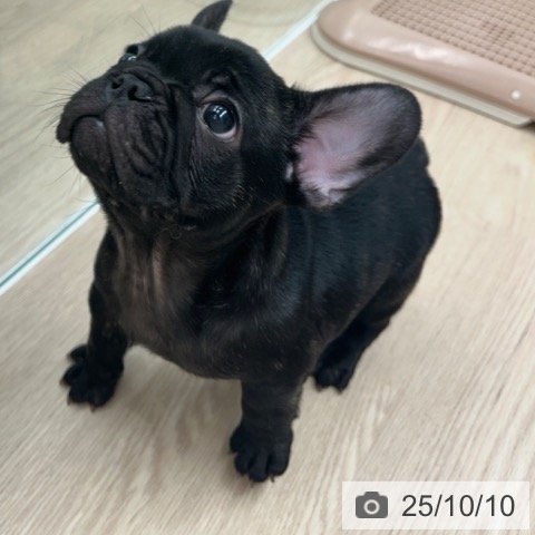フレンチ・ブルドッグの写真