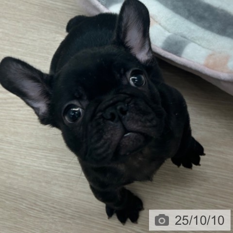 フレンチ・ブルドッグの写真
