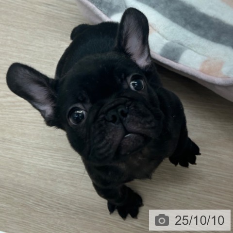 フレンチ・ブルドッグの写真