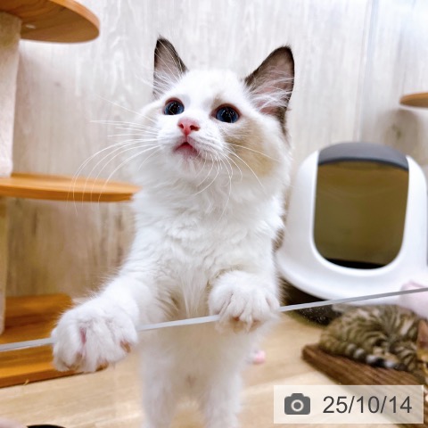 ラグドールの写真