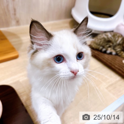 ラグドールの写真