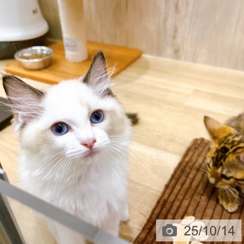 ラグドールの写真