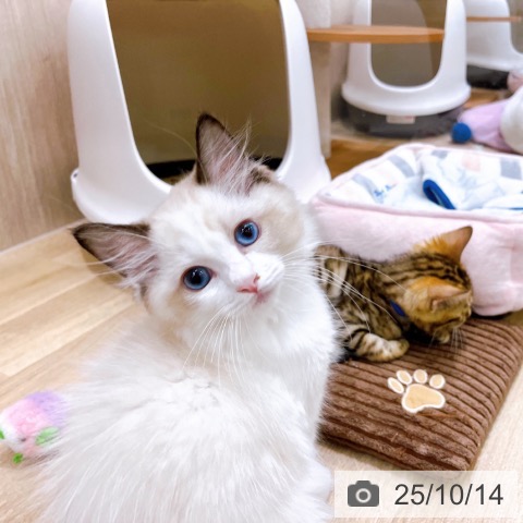 ラグドールの写真