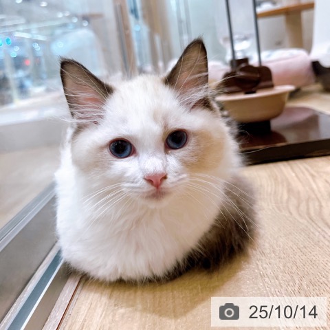 ラグドールの写真