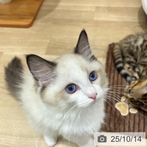 ラグドールの写真
