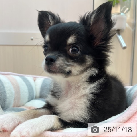 兵庫県のチワワ(ロング) (ペットプラス 姫路大津店/2025年8月13日生まれ/女の子/ブラックタンホワイト)の子犬の4枚目の画像