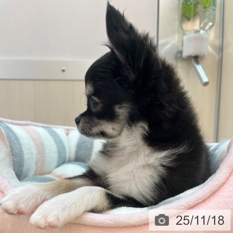 兵庫県のチワワ(ロング) (ペットプラス 姫路大津店/2025年8月13日生まれ/女の子/ブラックタンホワイト)の子犬の3枚目の画像