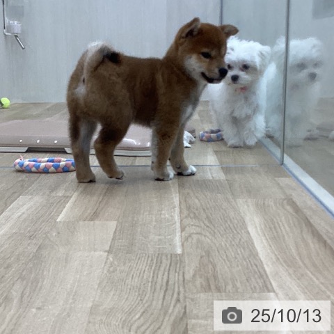 柴の写真
