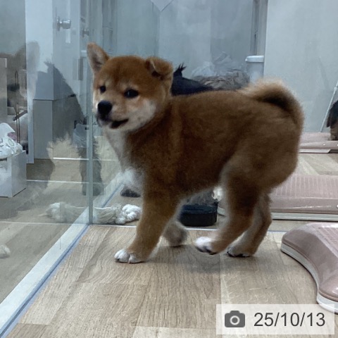 柴の写真