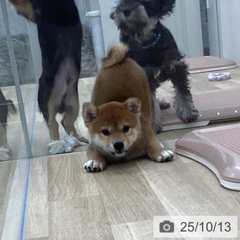 柴の写真
