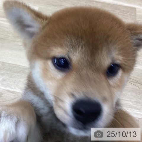 柴の写真