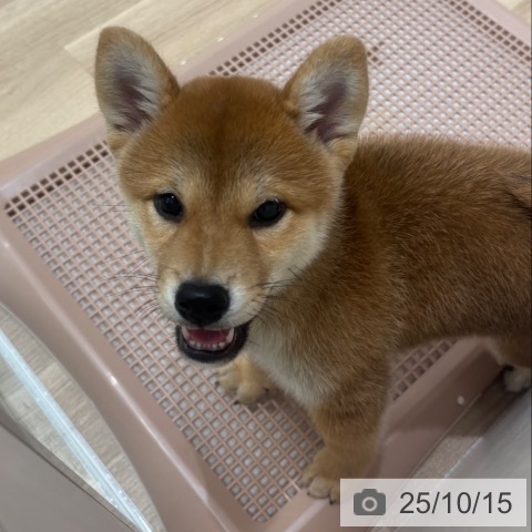 柴の写真