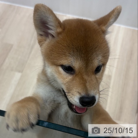 柴の写真