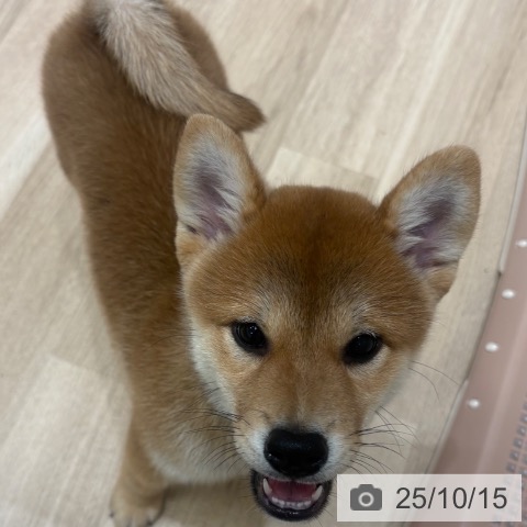 柴の写真