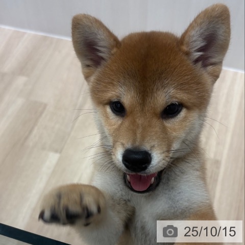 柴の写真