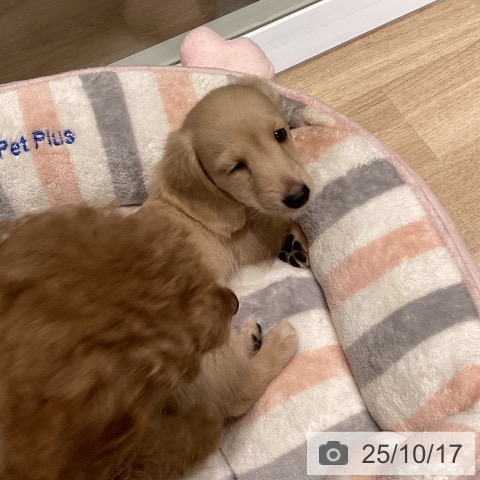 ミニチュア・ダックスフンドの写真