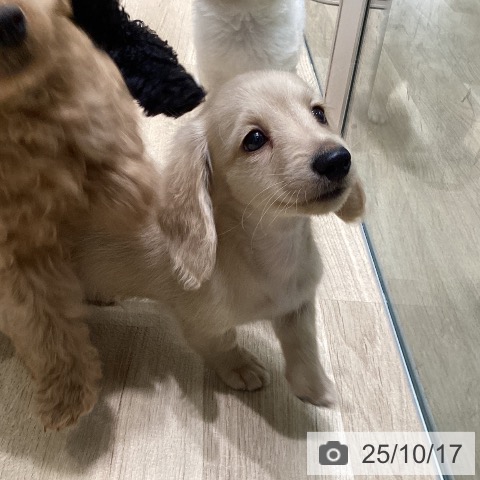 ミニチュア・ダックスフンドの写真