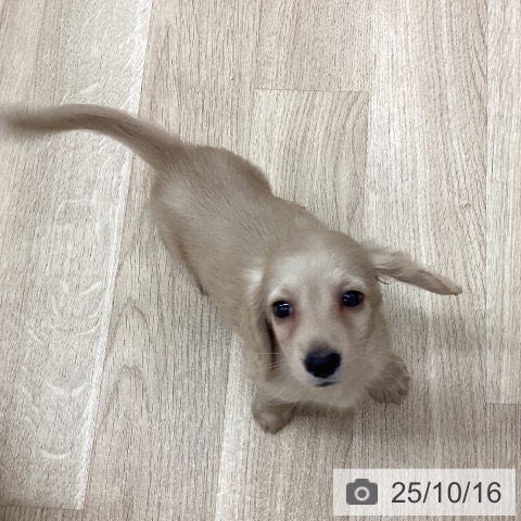 ミニチュア・ダックスフンドの写真
