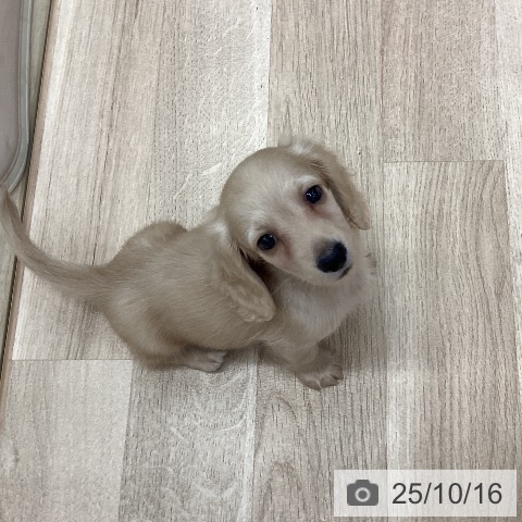 ミニチュア・ダックスフンドの写真
